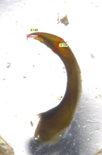 Agabus lapponicus